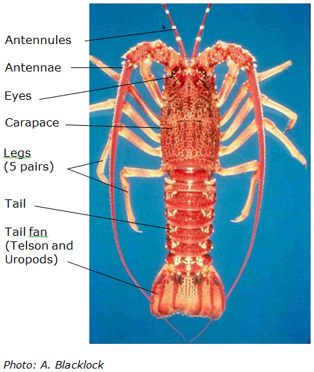 Lobster Anatomy Diagram Label