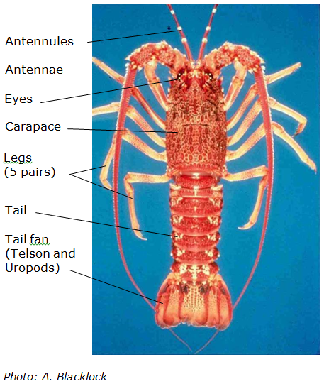 Spiny Lobster Anatomy