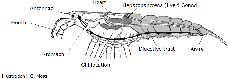 crayfish reproductive system diagram