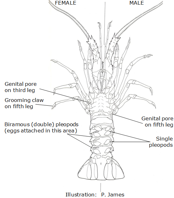 Crayfish Reproductive System Diagram