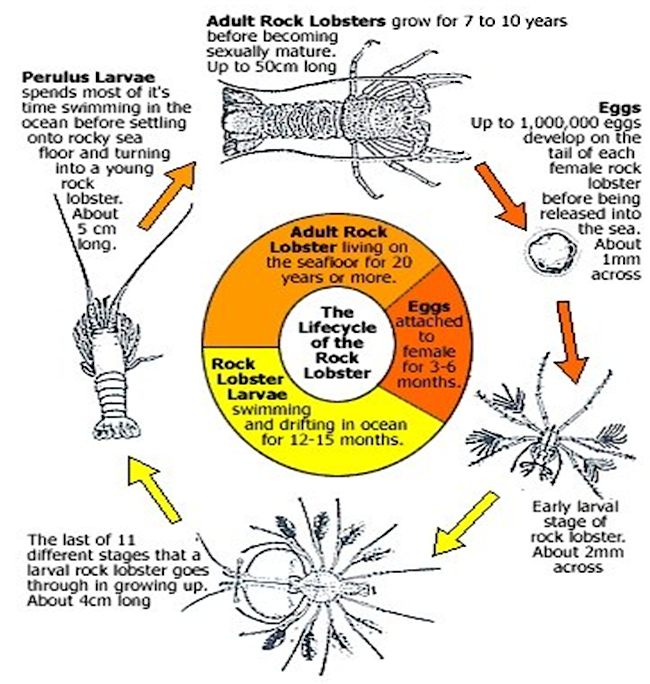 Life cycle of the red rock lobster diagram, Ministry of Fisheries 2005