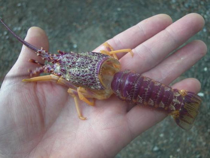 Intact moult from a juvenile lobster, photo by G. Moss