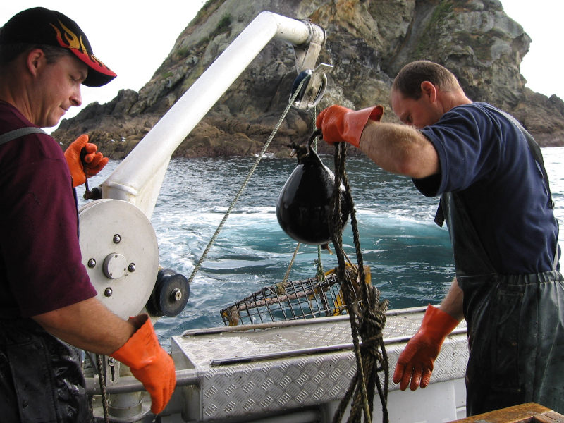 Lobster pot haul