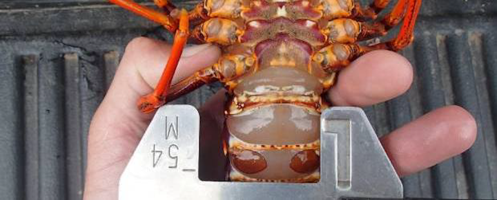 Measuring an undersize rock lobster