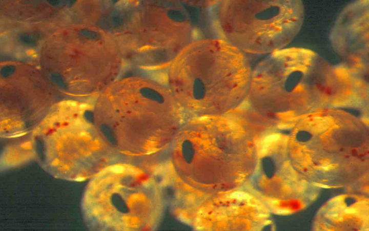 Well-developed eggs just prior to hatching, photo by L. Tong