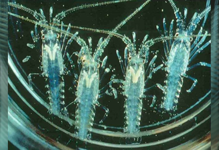 Puerulus stage lobster larvae