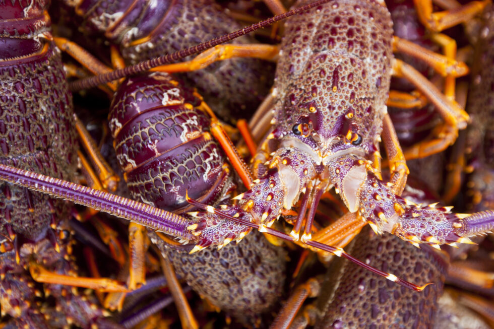 nzrocklobster.co.nz | NZ Rock Lobster Industry Council